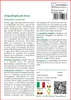 SAFLAX  - Cinquefoglia piè d'oca - 20 semi - Potentilla Anteprima dell’immagine prodotto 3