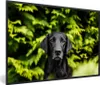 MuchoWow® Gerahmtes Poster Ein schwarzer Labrador Retriever Produktbild-Vorschau 1
