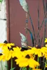 A close-up of yellow flowers in front of a rusty metal screen with a cut-out design of plants. Náhled obrázku produktu