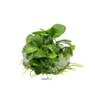 Zwergspeerblatt - Anubias barteri nana In-Vitro Produktbild-Vorschau 2