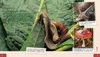 Meine große Tierbibliothek: Die Schnecke Produktbild-Vorschau 4