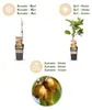 Green boutiQ - Obst Pflanze - Actinidia deliciosa Golden Produktbild-Vorschau 5