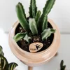 Kolibri Greens | Zelená rostlina – Stapelia – Ø 6 cm Náhled obrázku produktu 11