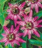 BALDUR Garten 1x Winterharte Passionsblumen 'Ladybirds Produktbild-Vorschau 2