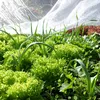 com-four® 30 m² Frühbeetvlies - 17g/m² Wintervlies als Produktbild-Vorschau 7