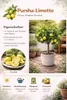 Römische Limette Pursha 70–100 cm | Citrus limetta Süße Produktbild-Vorschau 2