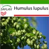 SAFLAX - skutočný chmeľ - Humulus lupulus - 50 Semená - S Náhľad obrázku produktu 5