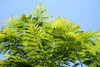 SAFLAX - jacaranda - Jacaranda mimosifolia - 50 Semená - S Náhľad obrázku produktu 4