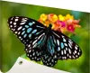 Gartenposter - 120x80 cm - Blauer Tiger Schmetterling  - Produktbild-Vorschau 1