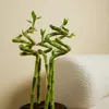 Bloomique - Zestaw 5 sztuk - Dracena Sanderiana - Bambus Podgląd zdjęcia produktu 6