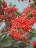 Pyracantha coccinea Red Star - Mittelmeer-Feuerdorn Red Produktbild-Vorschau 1