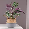 Korbmarante - Calathea Lietzei 'White Fusion' - Höhe Produktbild-Vorschau 5