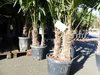 Trachycarpus fortunei Gruppe 150 - 170 cm Palme Hanfpalme, Produktbild-Vorschau 3