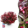 GreenboutiQ - Gartenpflanze - Leucothoe Zeblid - Rot - 1 Produktbild-Vorschau 1