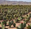 Nopal in Pulverform (Opuntia ficus-indica) 200g Nopal in Produktbild-Vorschau 5