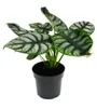 Alocasia baginda Silver Dragon Tropenwurz Alokasie Produktbild-Vorschau 2
