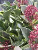Japanische Skimmie Perosa - Skimmia japonica - immergrüner Produktbild-Vorschau 4