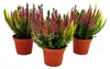 Calluna vulgaris - Set de 3 plantes - Bruyère à balai - Voir les images du produit 2
