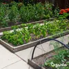 Hühnermist Pellets (10 kg für 100 m2) - Organifer Produktbild-Vorschau 5