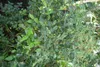 Surinamská čerešňa (Eugenia uniflora)  – 3 semená Náhľad obrázku produktu 5