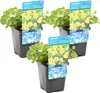 3er Set - Lysimachia Nummularia - Münzkraut - Pfennigkraut Produktbild-Vorschau 1