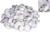 Codakia punctata - Meeresmuschel - Muscheln zum Basteln und Produktbild-Vorschau 2