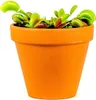 Gardners Dionaea, průměr 9 cm Náhled obrázku produktu 1