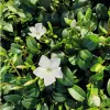 A close-up view of white Vinca minor flowers and green leaves. Náhled obrázku produktu