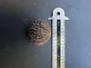 Schwarze Walnuss (Juglans nigra)  - 2 Samen Produktbild-Vorschau 4