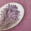 Lonas (Lonas Annua) - Flieder Produktbild-Vorschau 4