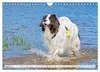 Traumhund Landseer (Wandkalender 2027 DIN A4 quer), Produktbild-Vorschau 11