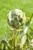 Cynara scolymus, Artischocke, ca. 11x11 cm Topf Produktbild-Vorschau 7