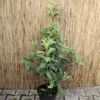 A young apple tree in a pot, standing in front of a bamboo fence. Produktbild-Vorschau