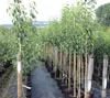Gute Luise Herbstbirne Birnenbaum Halbstamm ca. 150-170 cm Produktbild-Vorschau 2