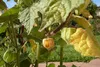 SAFLAX - Angrešt kapský / andské bobule - Physalis Náhled obrázku produktu 6