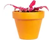 Gardners Cryptanthus Rubin Star, priemer 6 cm Náhľad obrázku produktu 1