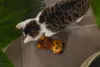 Beeztees Dschungel Matatabi Affe - Katzenspielzeug - Plüsch Produktbild-Vorschau 3