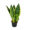 zestaw 3 Sanseveria laurentii trafasciata - zielono-zólta Podgląd zdjęcia produktu 2