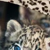 Duvet cover Pure 135x200 + 1* 80x80 cm - leopard Produktbild-Vorschau 10