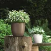 LECHUZA-Pot de plantes CLASSICO Color 35 Blanc | Pot de Voir les images du produit 10
