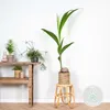 Bloomique - Cocos Nucifera - Palma kokosowa - Rośliny Podgląd zdjęcia produktu 2