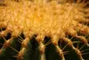 SAFLAX - židle tchyně - Echinocactus grusonii - 40 Semena Náhled obrázku produktu 4