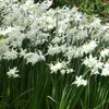 Narcis - 50 x Narcis Thalia Náhled obrázku produktu 1