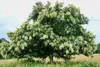 Lot de 2 Castanea sativa – châtaignier – hauteur 60 cm – Voir les images du produit 7