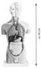 Anatomie Modell Torso des Menschen Anatomiemodell Produktbild-Vorschau 5