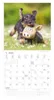 Alpha Edition - Welpen Kalender 2026 - Wandkalender 30x30 Produktbild-Vorschau 8