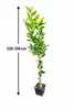 Zitronenbaum Clementine Spinoso (120-150 cm) – Süße Produktbild-Vorschau 5
