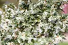 Osmanthus burkwoodii, Duftblüte, immergrün, 40–60 cm Produktbild-Vorschau 2