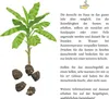 Darjeeling Bananen Samen (Musa sikkimensis) - Winterharte Produktbild-Vorschau 5