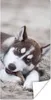 MuchoWow® Poster Husky-Welpe am Strand 60x120 cm - Produktbild-Vorschau 1